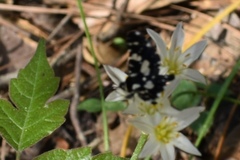 Pseudothyris sepulchralis