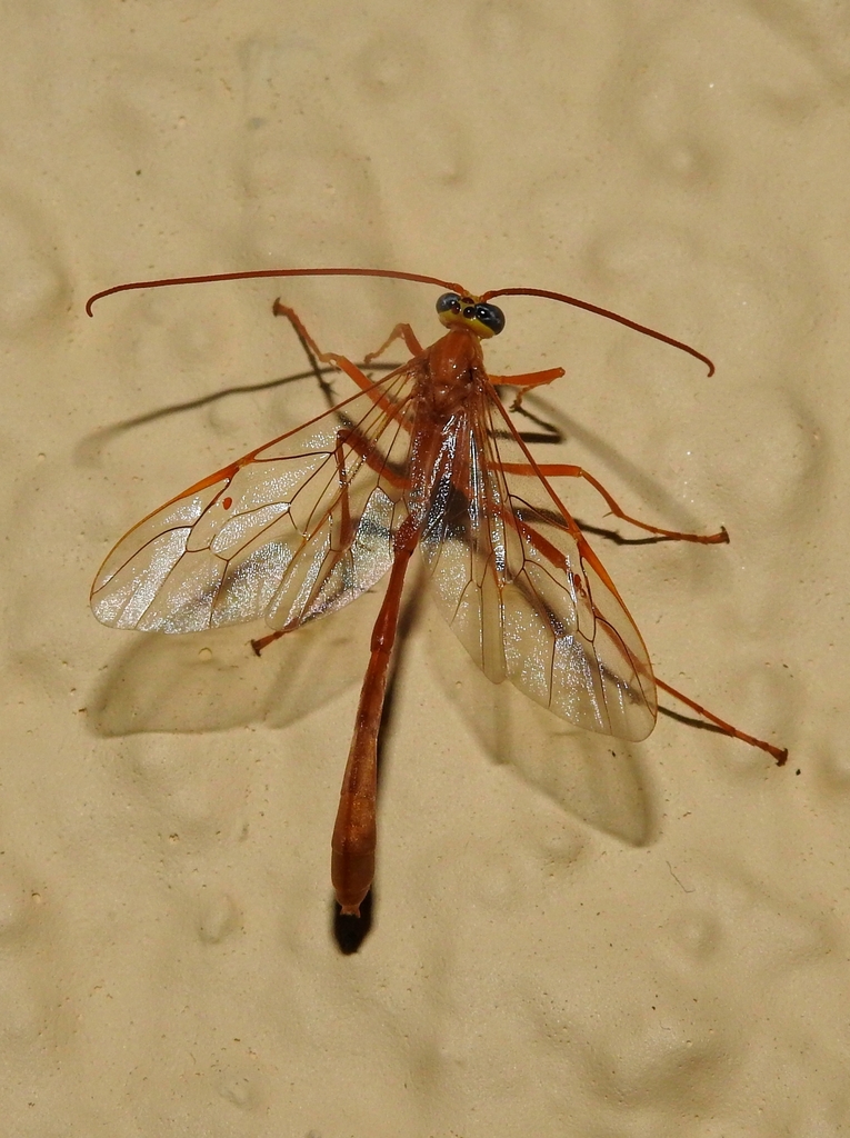 Enicospilus unicallosus