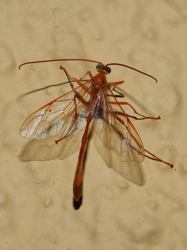 Enicospilus unicallosus