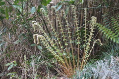 Polystichum polyblepharum