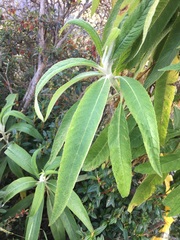 Siphocampylus giganteus