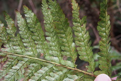Polystichum polyblepharum
