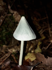 Entoloma canoconicum
