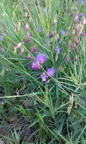 spatulate vetchling (Lathyrus spathulatus)