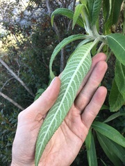 Siphocampylus giganteus