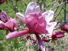 Magnoliaceae