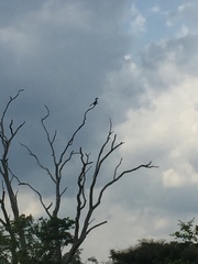 Anthracoceros coronatus