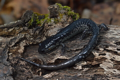Plethodon chlorobryonis