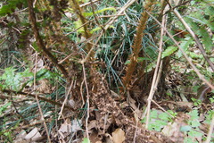 Polystichum polyblepharum