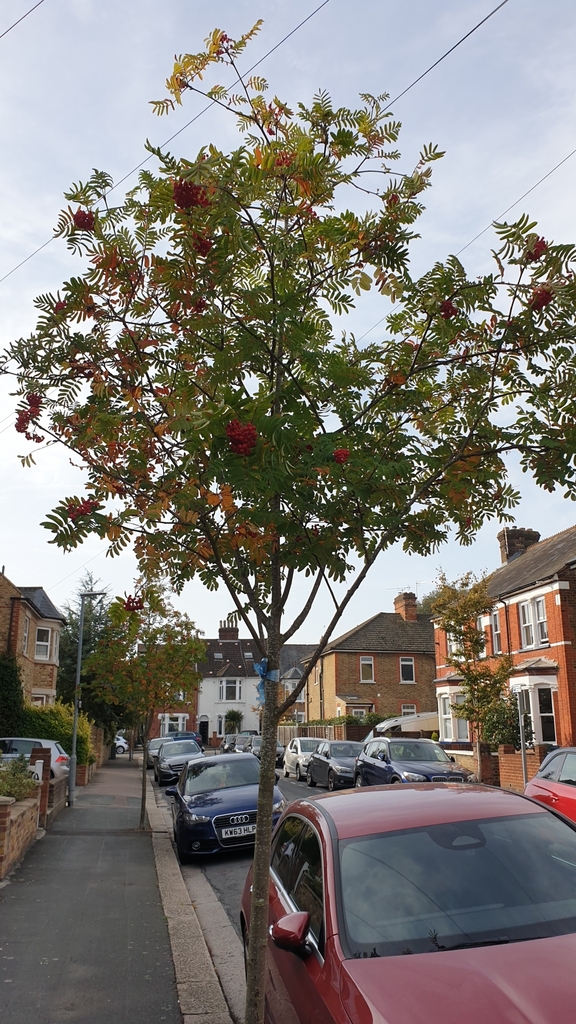 European Mountain Ash From Watford WD17 UK On October 7 2023 At 10 42   Large 