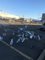 Larus delawarensis