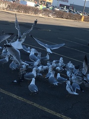 Larus delawarensis