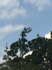 Anthracoceros coronatus