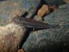 Cocos River Goby - Photo (c) Richard Joyce, some rights reserved (CC BY-NC), uploaded by Richard Joyce