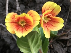 Oenothera epilobiifolia