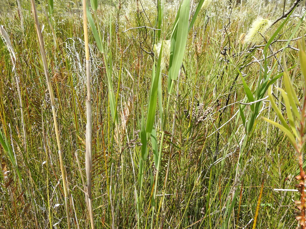 Common Reed Mt common reed from Tuan Forest QLD 4650, Australia on October 7, 2023 at ...