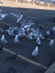 Larus delawarensis