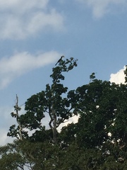 Anthracoceros coronatus