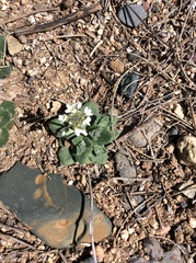 Tomostima cuneifolia