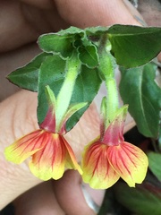 Oenothera epilobiifolia