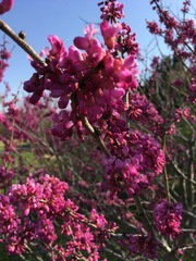 Cercis chinensis