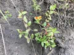 Oenothera epilobiifolia