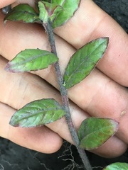 Oenothera epilobiifolia