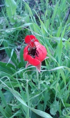 Ranunculus asiaticus