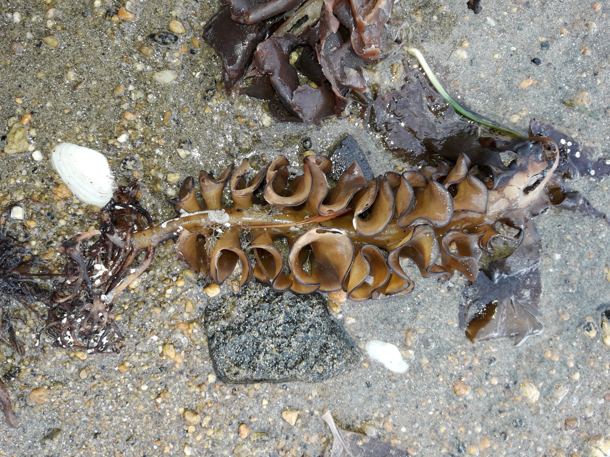 Palm's Poke - La Wakame (Undaria pinnatifida) è un'alga marina