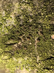 Scoliciosporum chlorococcum