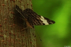 Ectima thecla