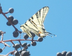 Iphiclides podalirius