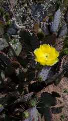 Opuntia gosseliniana