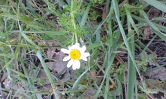 Anthemis