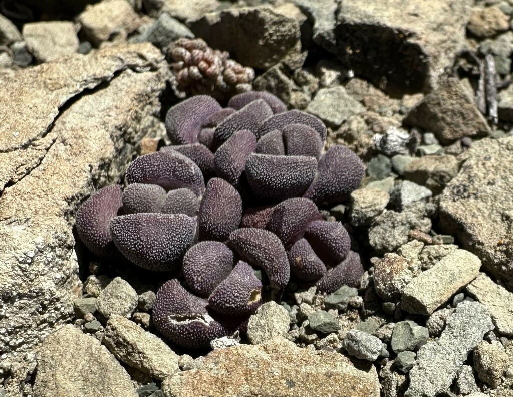 Stomatium suaveolens