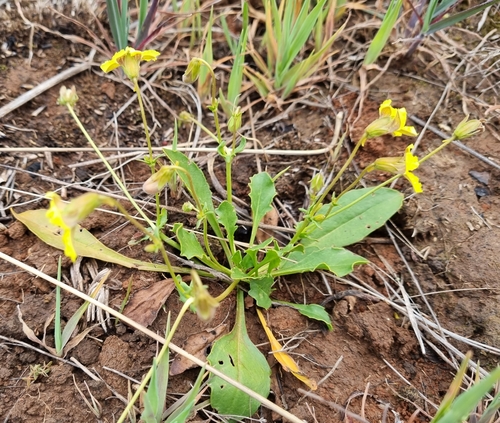 Image of Spur Goodenia (Goodenia paradoxa) by (c) Jane Canaway, some rights reserved (CC BY)