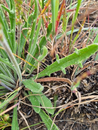 Image of Plantago gaudichaudii by (c) Jane Canaway, some rights reserved (CC BY)