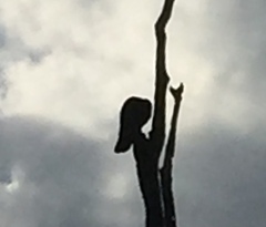 Corvus macrorhynchos culminatus