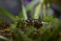 Desmognathus marmoratus