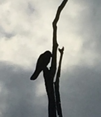 Corvus macrorhynchos culminatus