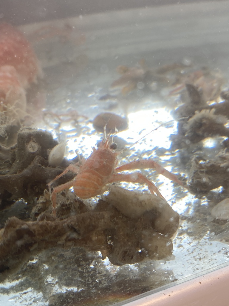 Rugose Squat Lobster