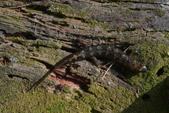 Desmognathus marmoratus