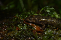Desmognathus marmoratus