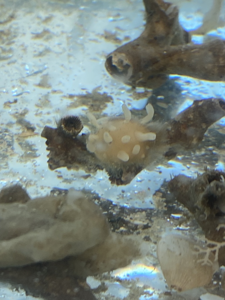hemispheric horny sponge
