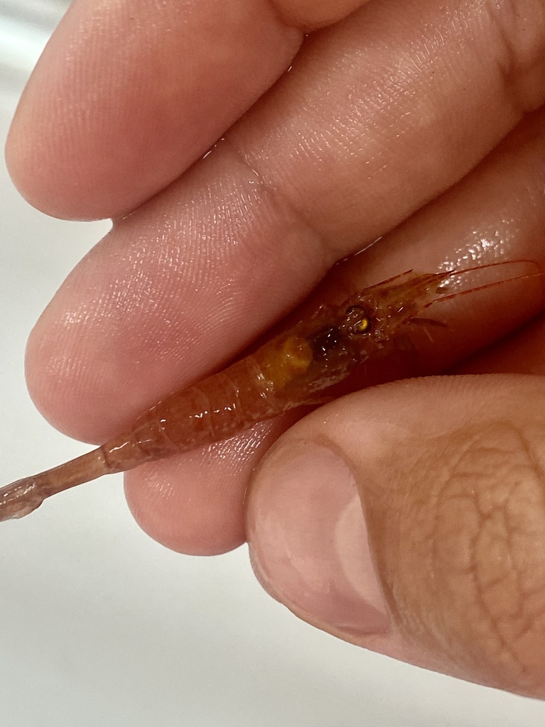 Norwegian shrimp