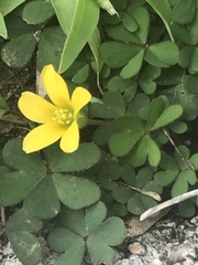 Oxalis corniculata