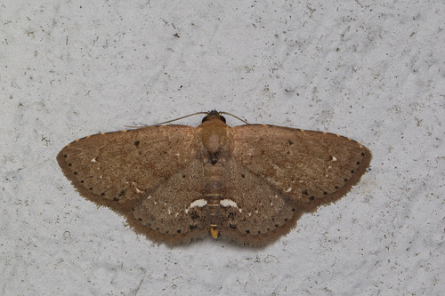 Carmara subcervina