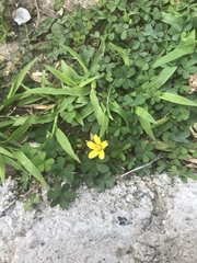 Oxalis corniculata