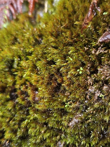 Image of Blindia acuta by (c) Helen Waterman, some rights reserved (CC BY)