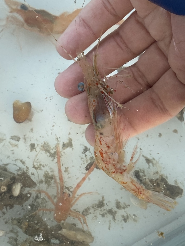 Whip Shrimp